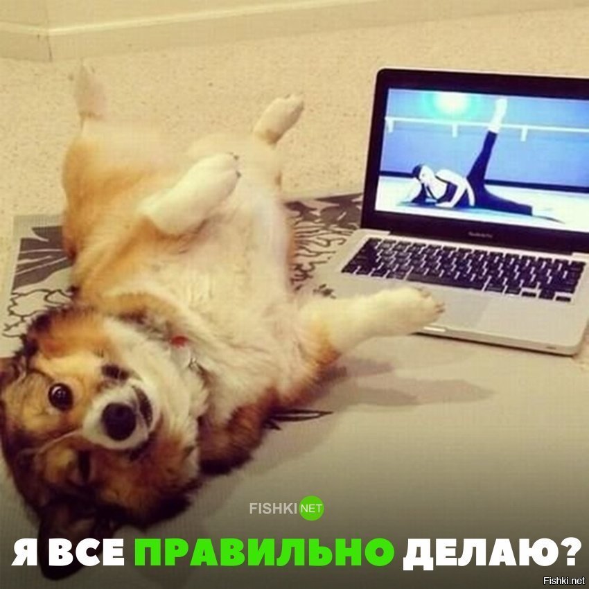 Пёська гимнаст