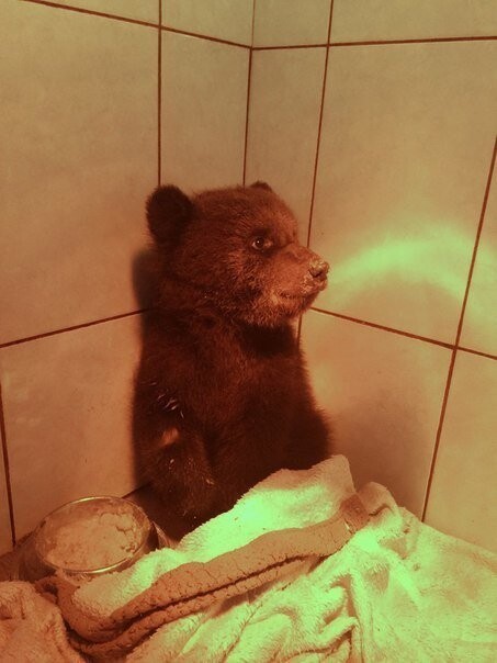 В Ленобласти спасли раненого медвежонка, который сам пришел к людям