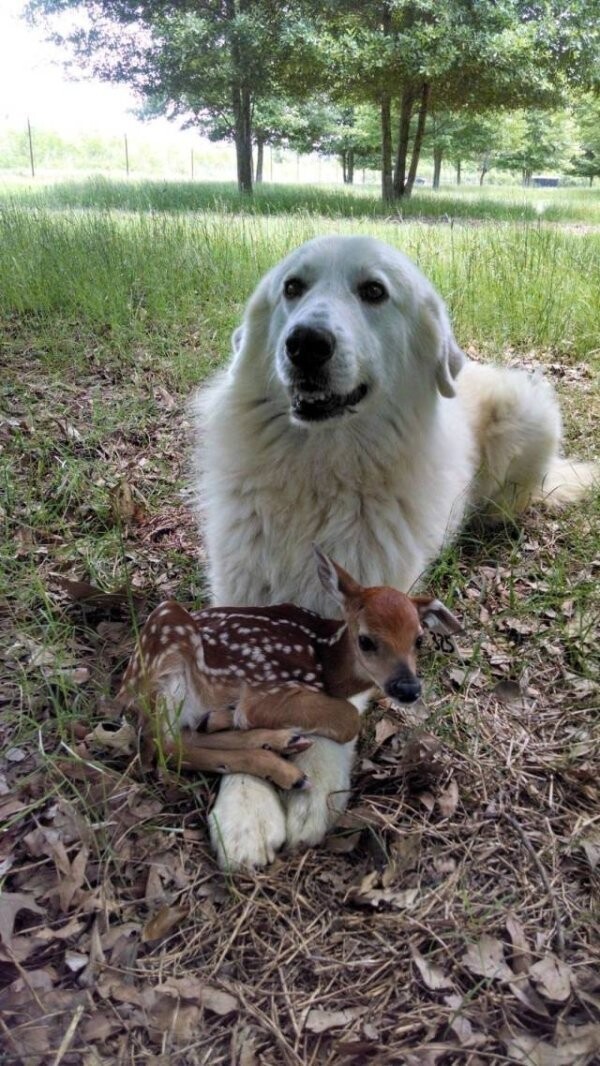 Примеры дружбы в мире животных