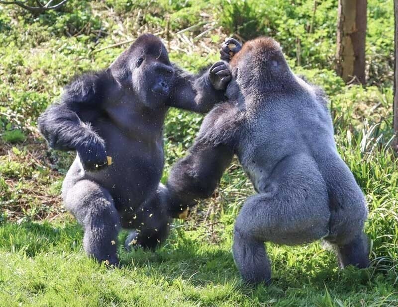 Драка двух горилл за еду