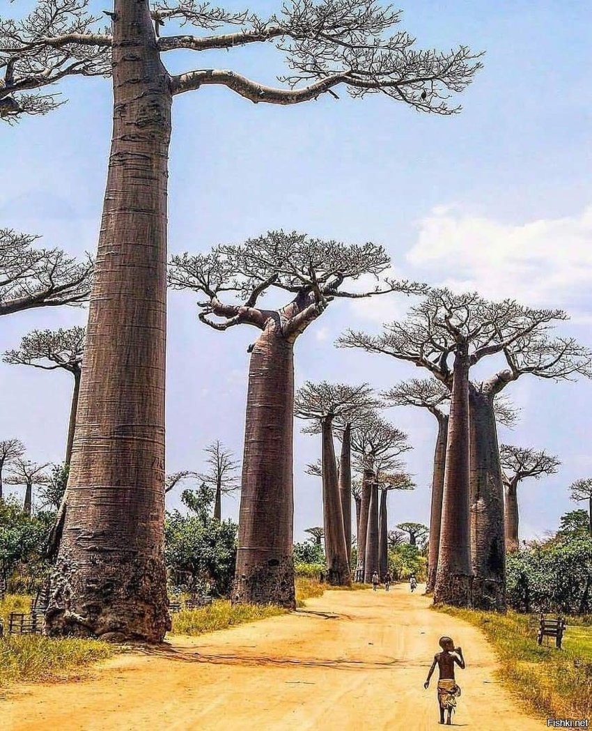 Morondava, Madagascar