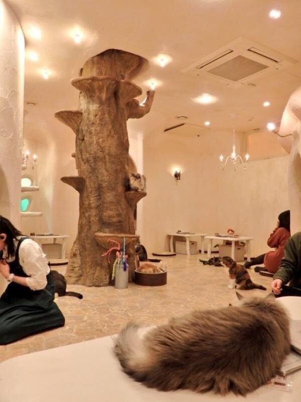 Кафе-тематический парк для любителей кошек в Токио