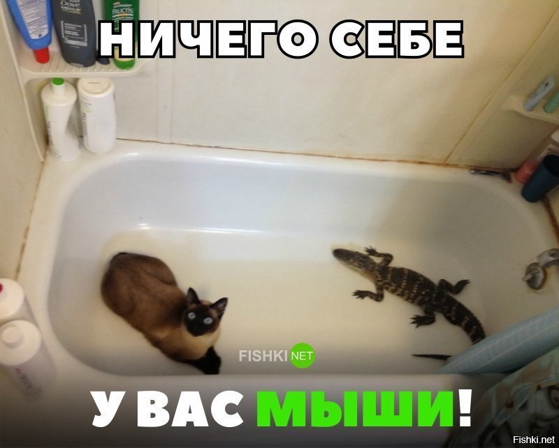 Вот так мыши