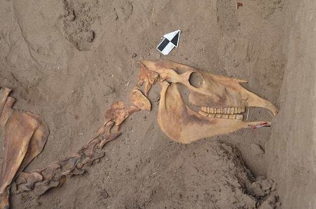 Ученые нашли древнеегипетское захоронение лошади