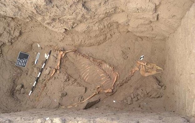Ученые нашли древнеегипетское захоронение лошади