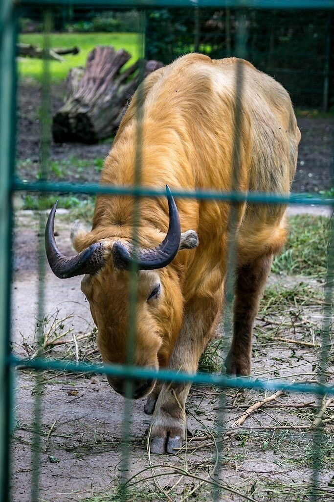 Дрезденский зоопарк