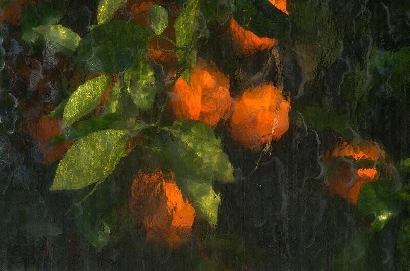 Можно подумать, что это рисунок. На самом деле эти апельсины просто сфотографированы сквозь стекло теплицы.