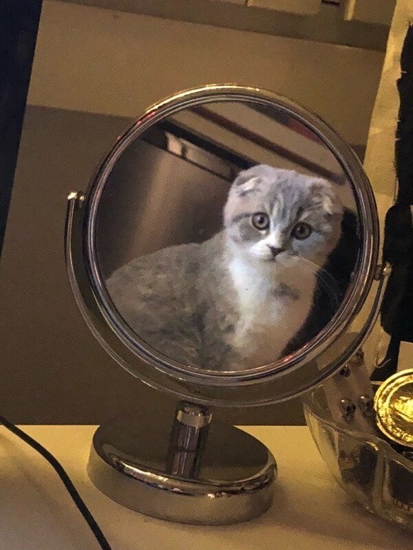 Кот в зеркале