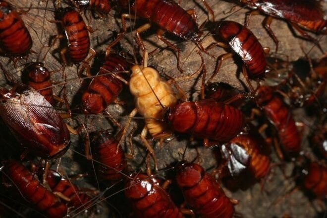 Китай выращивает 6 миллиардов тараканов в год. Зачем?