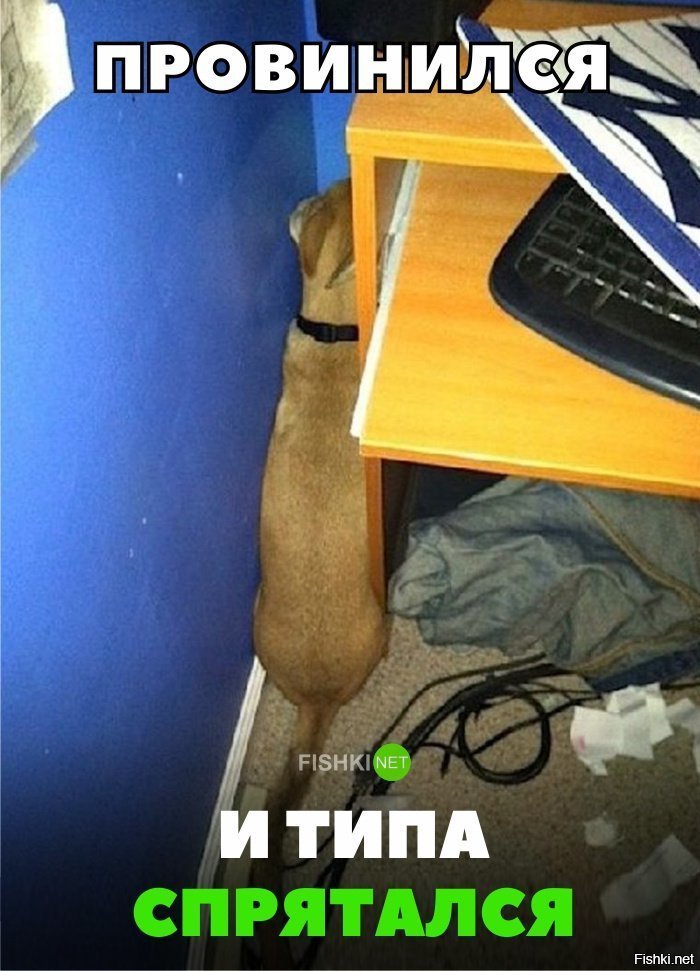 Накосячил и прячется
