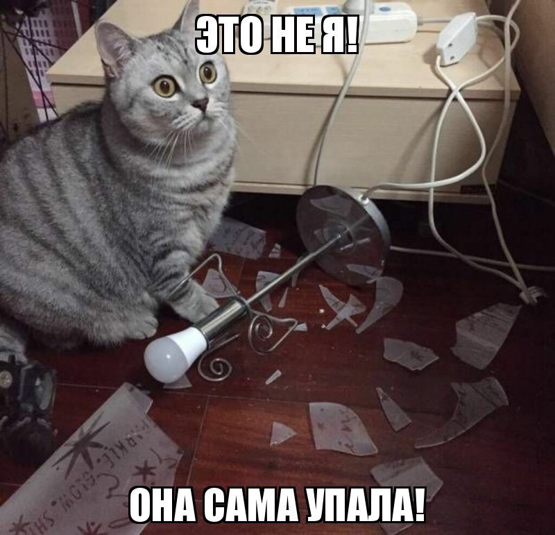 Субботний котопост