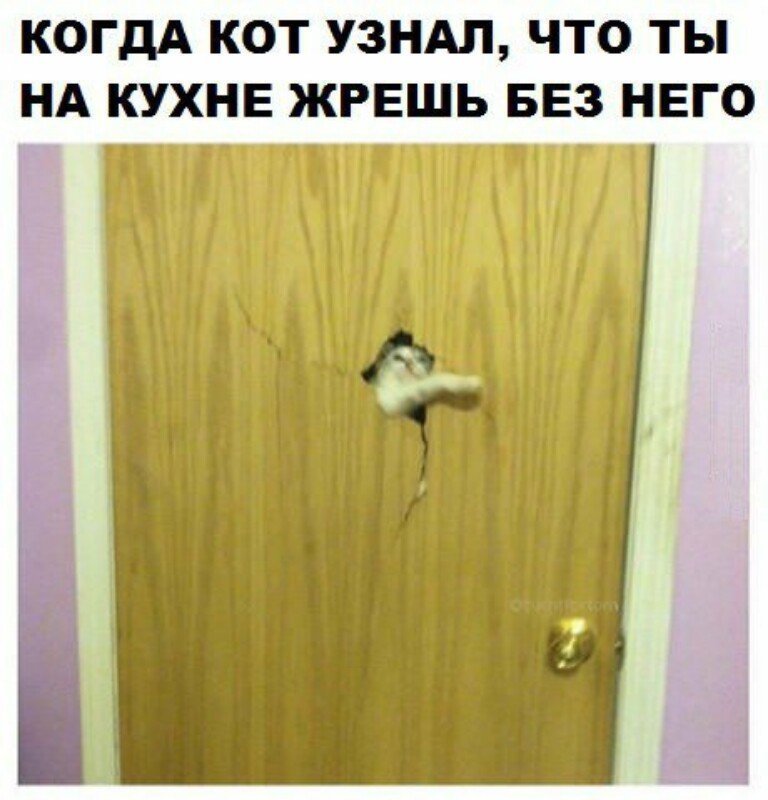 Субботний котопост