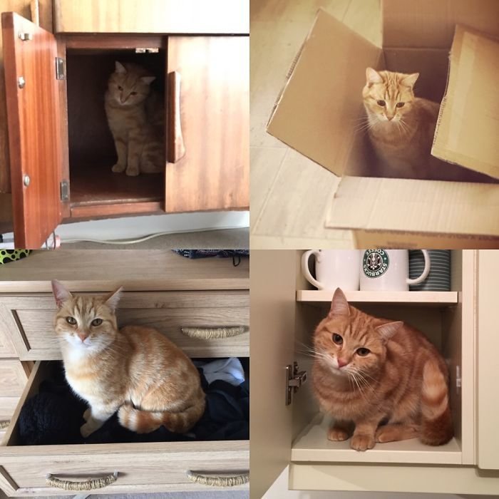 Куда поместился, там и поселился. 22 фото котов, которые смогли от AccheDin за 28 апреля 2018