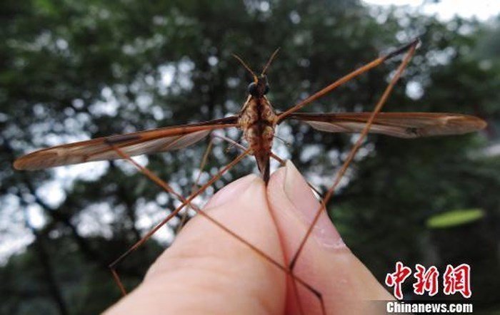 В Китае поймали комара ужасающих размеров
