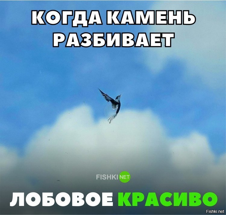 А я думал птичка