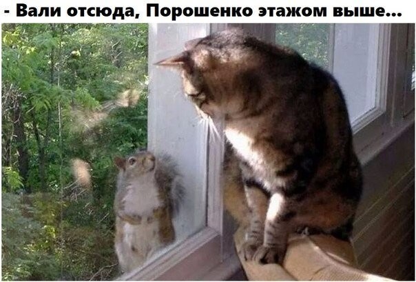 Политические коментарии соцсетей - 464