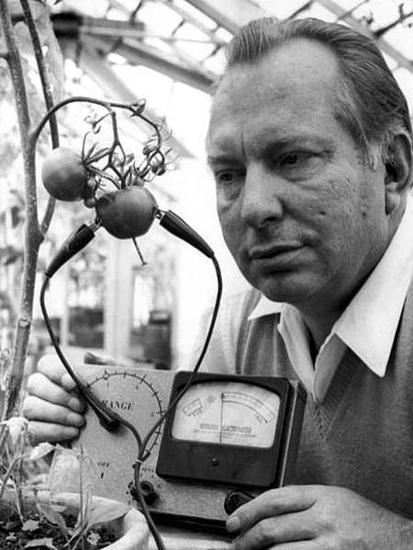 Знаменитый Л. Рон Хаббард, основатель Церкви сайентологии, изобрел электрометр Хаббарда в 1968 году, чтобы узнать, могут ли помидоры почувствовать боль. Его вывод заключался в том, что помидоры «кричат, когда их нарезают».