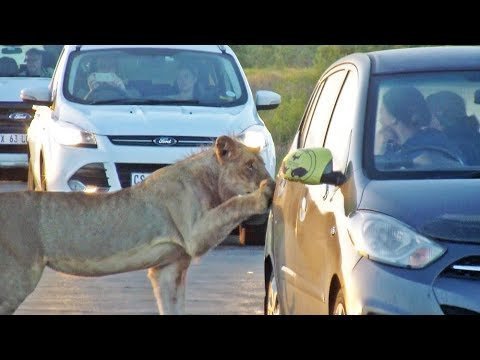 В ЮАР львица напугала туристов, решив открыть дверь их машины 