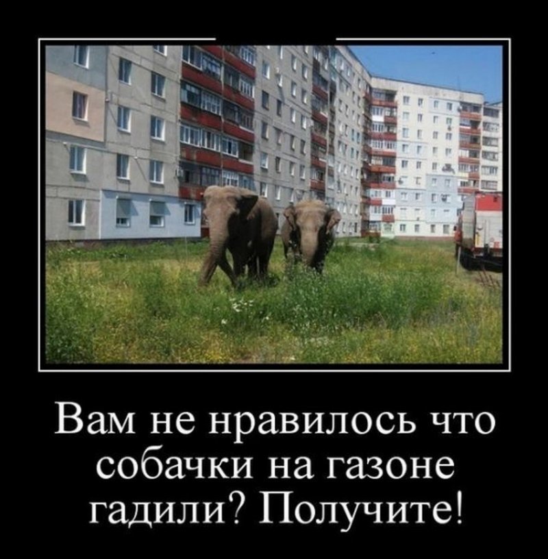 Вам не нравились собачки на газоне?
