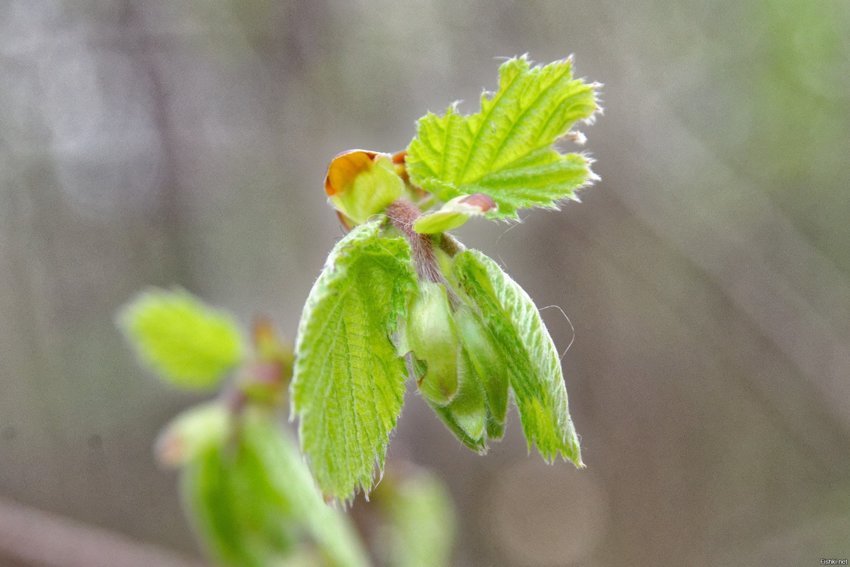 Вчера листиков в лесу нафоткал 