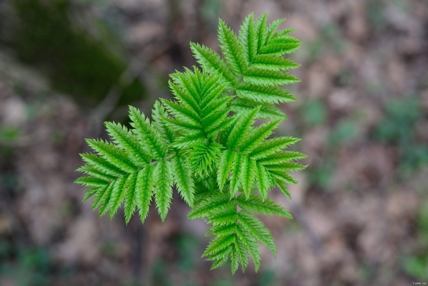 Вчера листиков в лесу нафоткал 