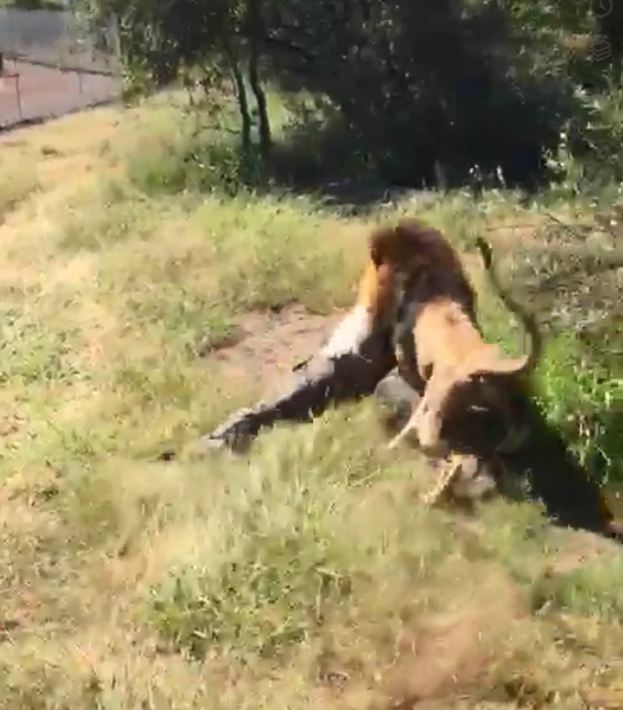 Туристы пытались криками отогнать льва, но все было безуспешно 