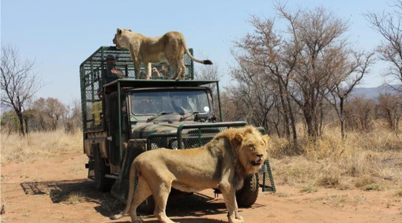 Майк Ходж, владелец частного сафари-парка в Тхабазимби, ЮАР, сам взрастил льва по кличке Шамба 