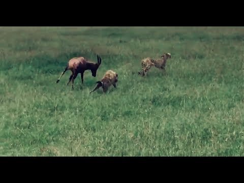 Схватка антилопы с гепардами и гиеной попала на видео 