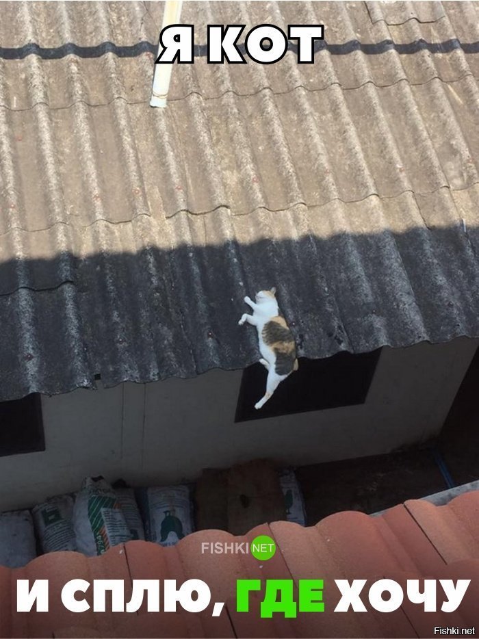 Я кот и сплю, где хочу