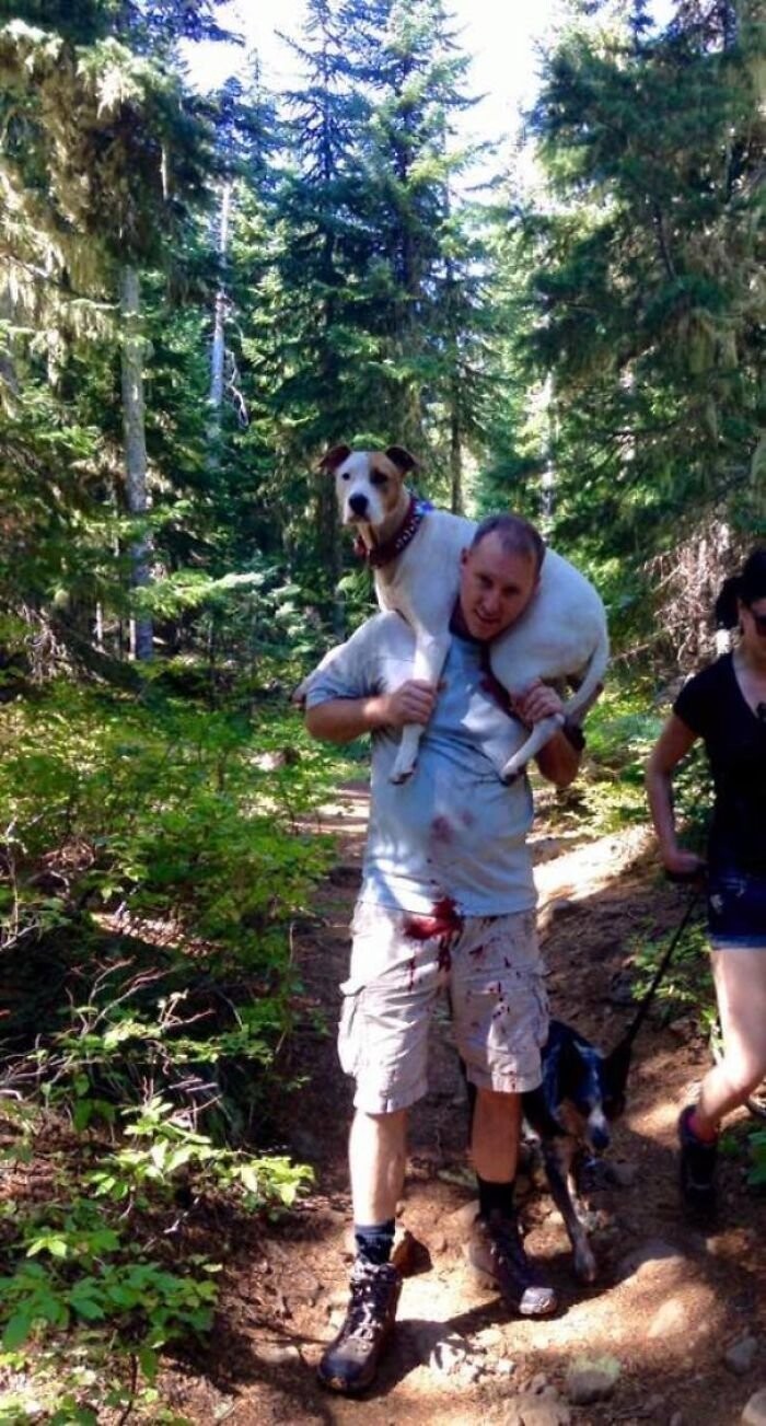 6. Во время прогулки по лесу собака разорвала артерию на ноге. Этот незнакомец помог хозяйке донести 31-килограммового пса. Он отказался от денег, а просто попросил сделать фото.
