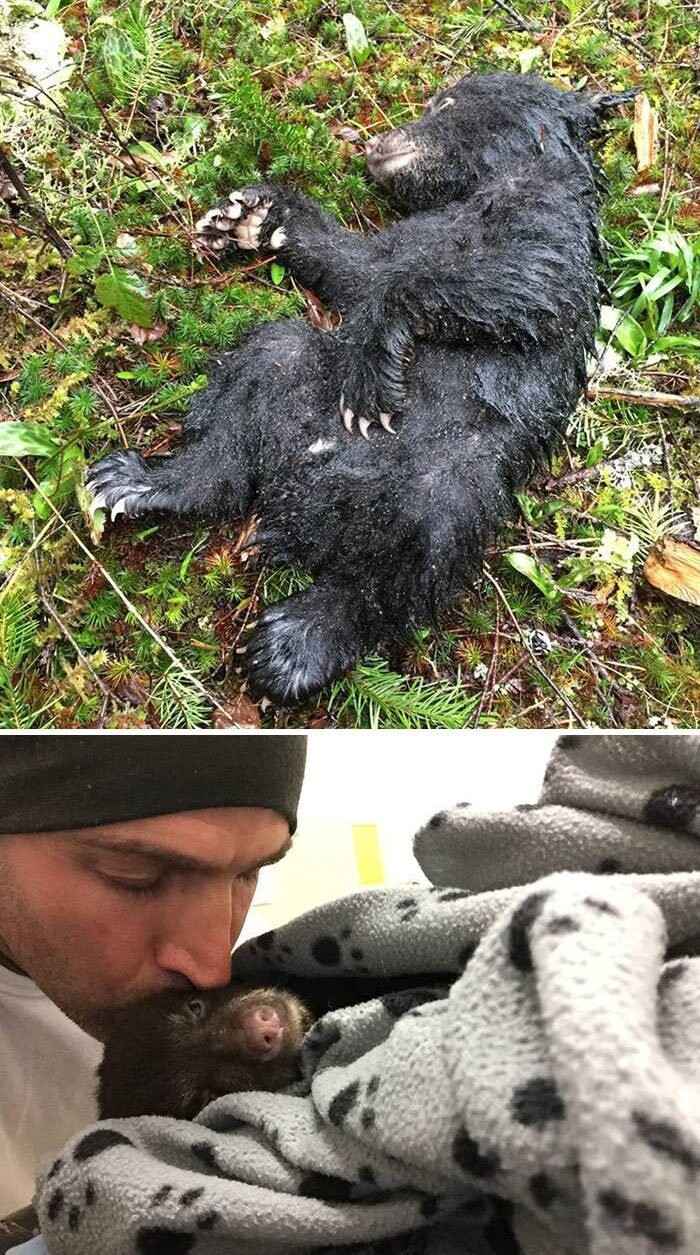 25. Этот парень рисковал сесть в тюрьму за то, что спас умирающего медвежонка, которого нашел в заповеднике во время похода.