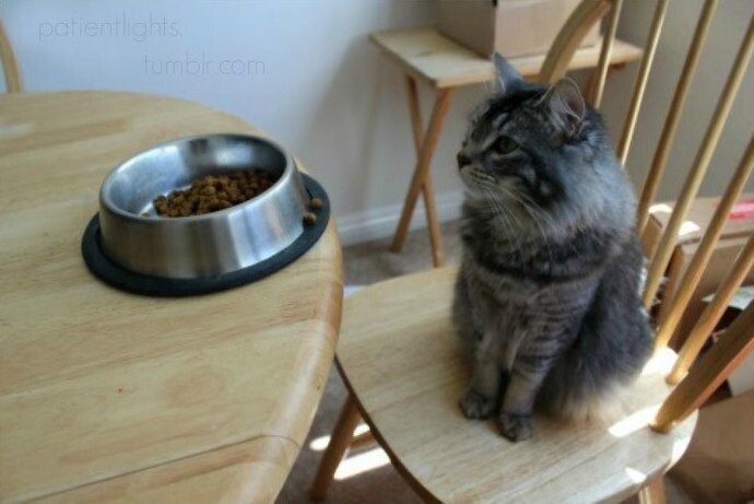 20. "У нашего кота фобия - он никогда не ест в одиночестве. Он начинает кушать, только если рядом ест кто-то еще. Теперь каждый завтрак, обед и ужин мы проводим вместе за одним столом"