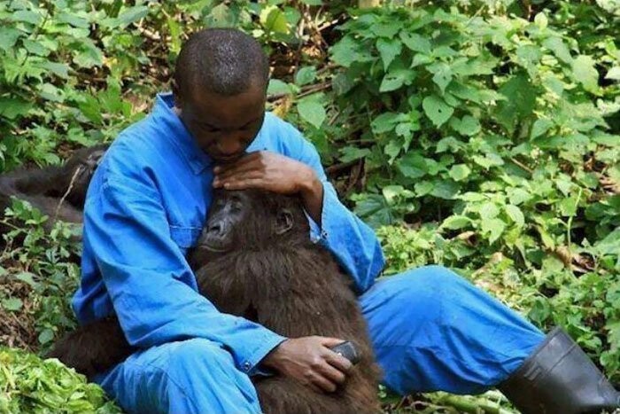 9. Конго. Сотрудник парка успокаивает гориллу, которая боится звуков бомб, пролетающих над Национальным парком Вирунга.