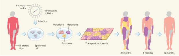 Как выращивается трансгенная кожа
