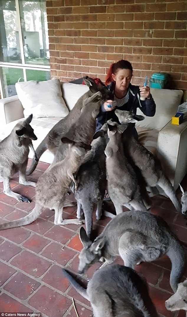 10 кенгурят окружили Лору Харви, владелицу заповедника, пока она пыталась спрятать от них пустую бутылку из-под молока. Малыши требуют еды!