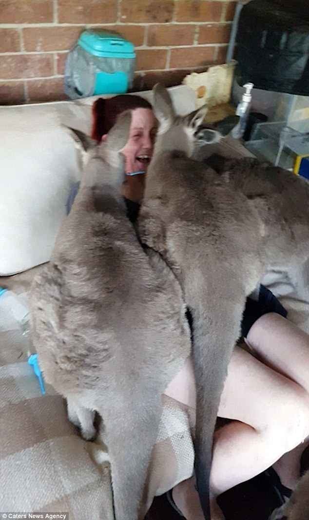 Лора - совладелица заповедника для кенгуру Wild 2 Free в Австралии. Все кенгурята были спасены ее командой, их возраст составляет от 13 до 19 месяцев.