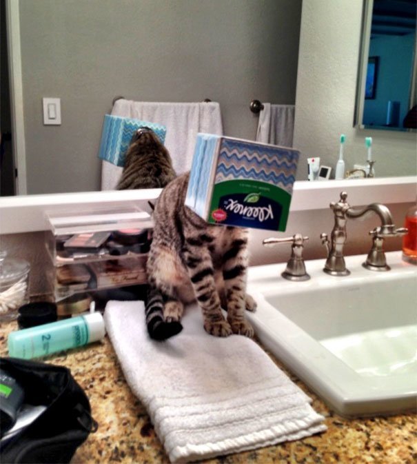 19. "Слышу - кошка в ванной жалобно мяукает. Захожу и вижу это"