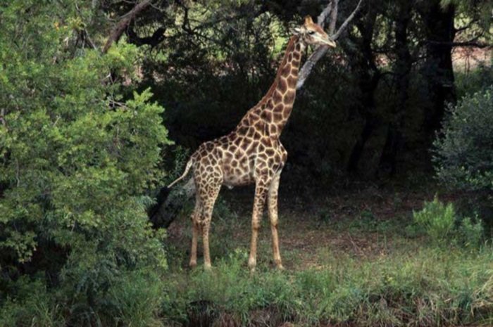 Цена крупного плана: в ЮАР жираф убил кинорежиссера
