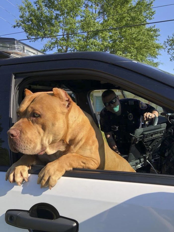 Несмотря на устрашающий вид пса, полицейский понял, что животное это, как говорится, "доброе и пушистое"