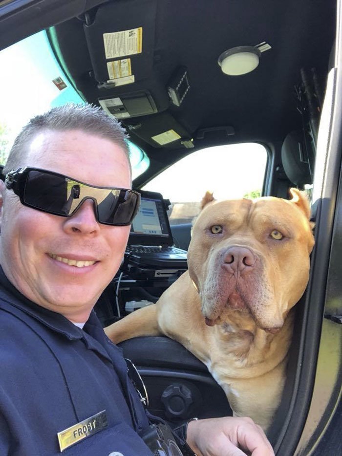 Техасский полицейский Трэвис Фрост приехал по вызову насчет "опасной собаки на улице без хозяина" и увидел большого американского булли