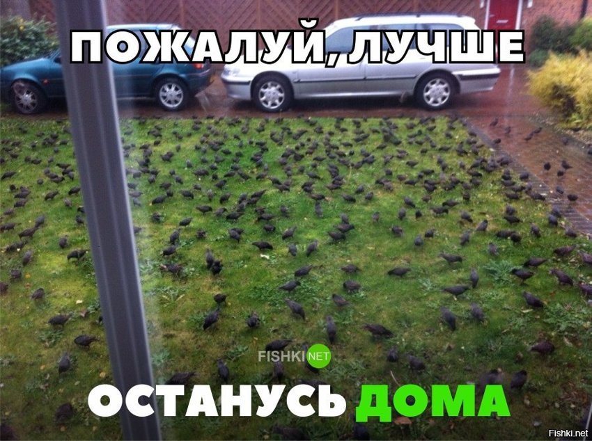 Останусь дома