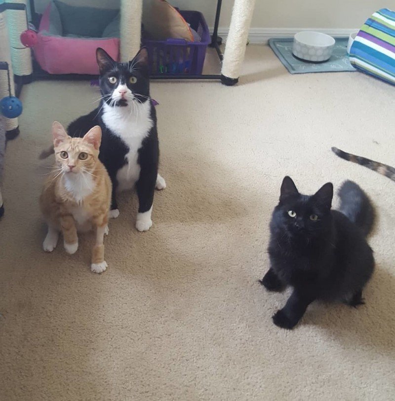 Счастливая история трех дружных приютских котов, которых взяли всех сразу в одну семью