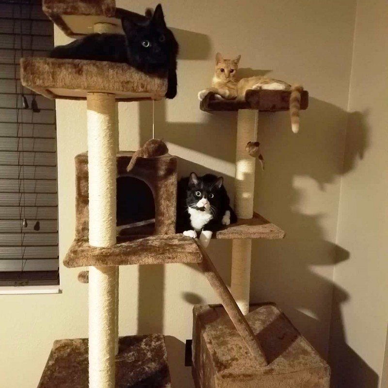 Счастливая история трех дружных приютских котов, которых взяли всех сразу в одну семью