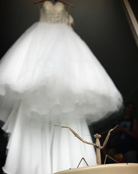 На фоне свадебного платья