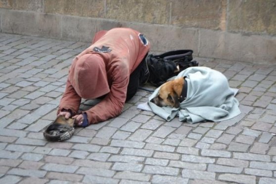 В Москве животным запретят попрошайничать