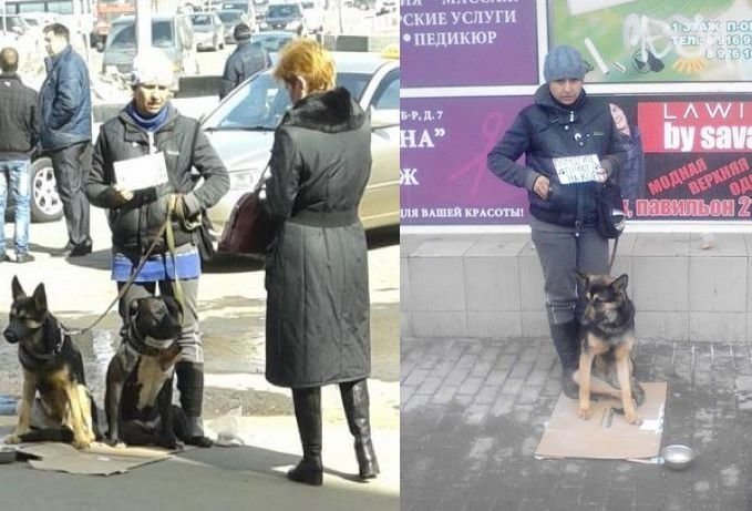 В Москве животным запретят попрошайничать