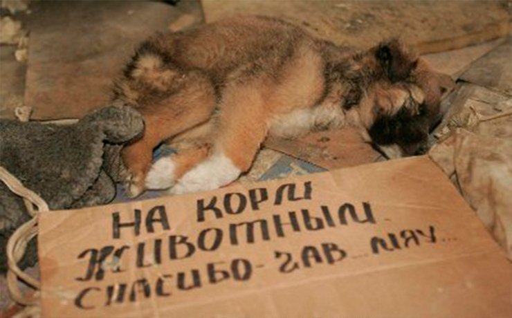 В Москве животным запретят попрошайничать