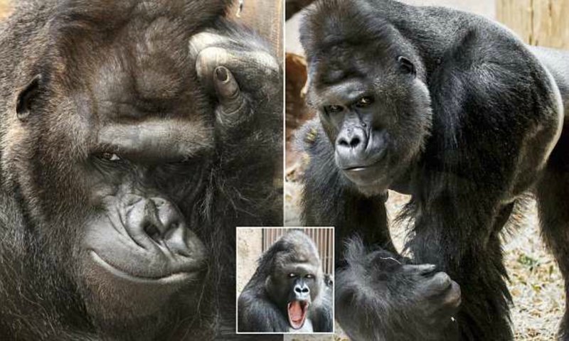 В чешском зоопарке живёт горилла с модельными замашками