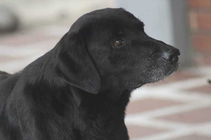 Чёрный пёс по кличке Негро живёт на территории студенческого кампуса Колумбийского технического института в Монтеррее. Его приютил персонал, и пёс спокойно разгуливает по всей территории.
