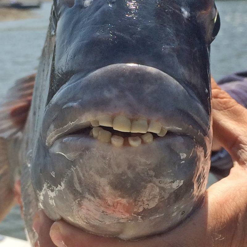 Рыбу с человеческими зубами поймали у побережья США. Но что же это такое?